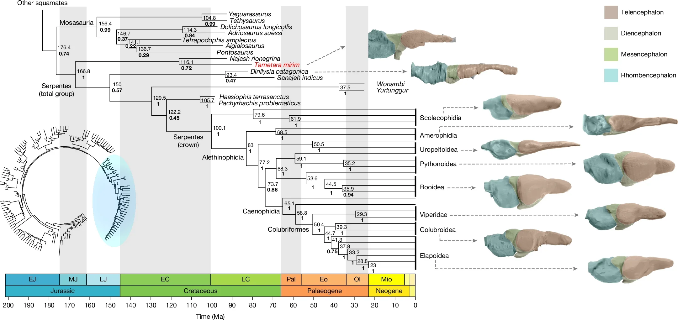 Early snake evolutionary tree depicting placement of T. mirim and major changes in snake brain structure.