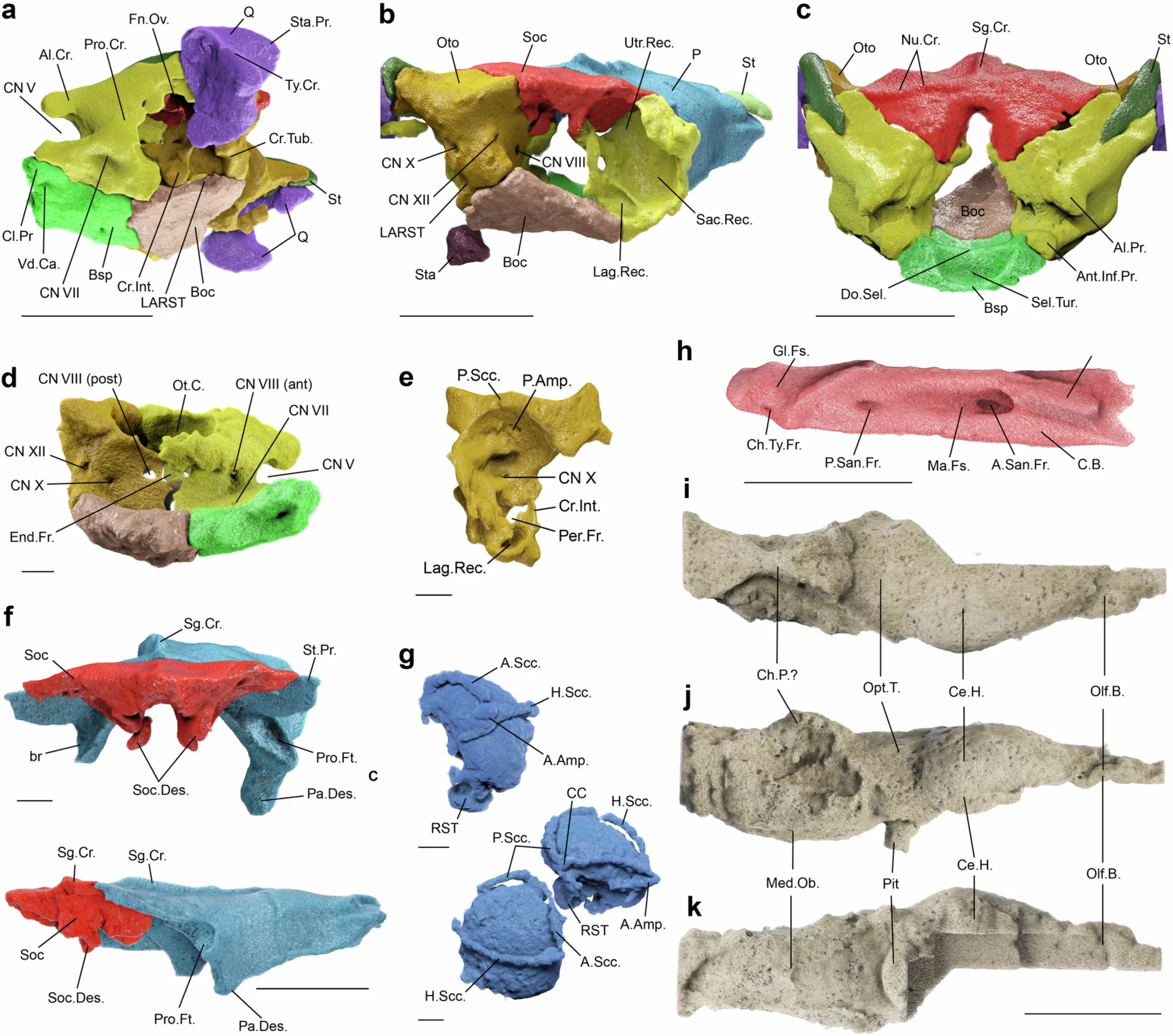 Cranial anatomy of Tametara mirim (MPM 420).