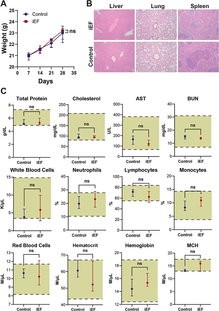 iEF treatment is well tolerated and safe in mice.