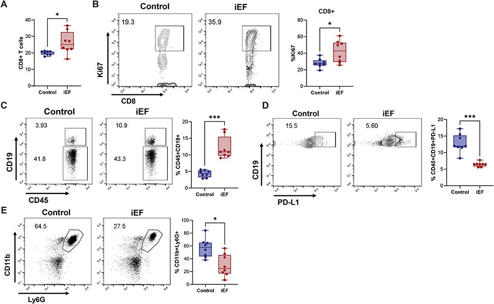 iEF regulates immune cell recruitment to the metastatic site in the lung.