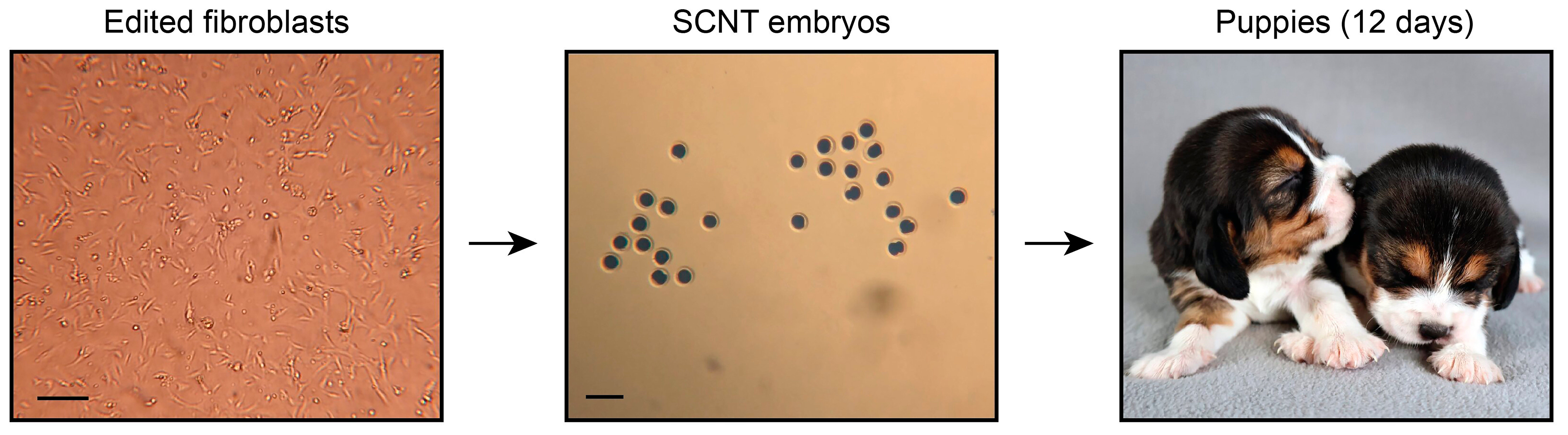 Workflow from edited primary fibroblasts to cloned puppies.