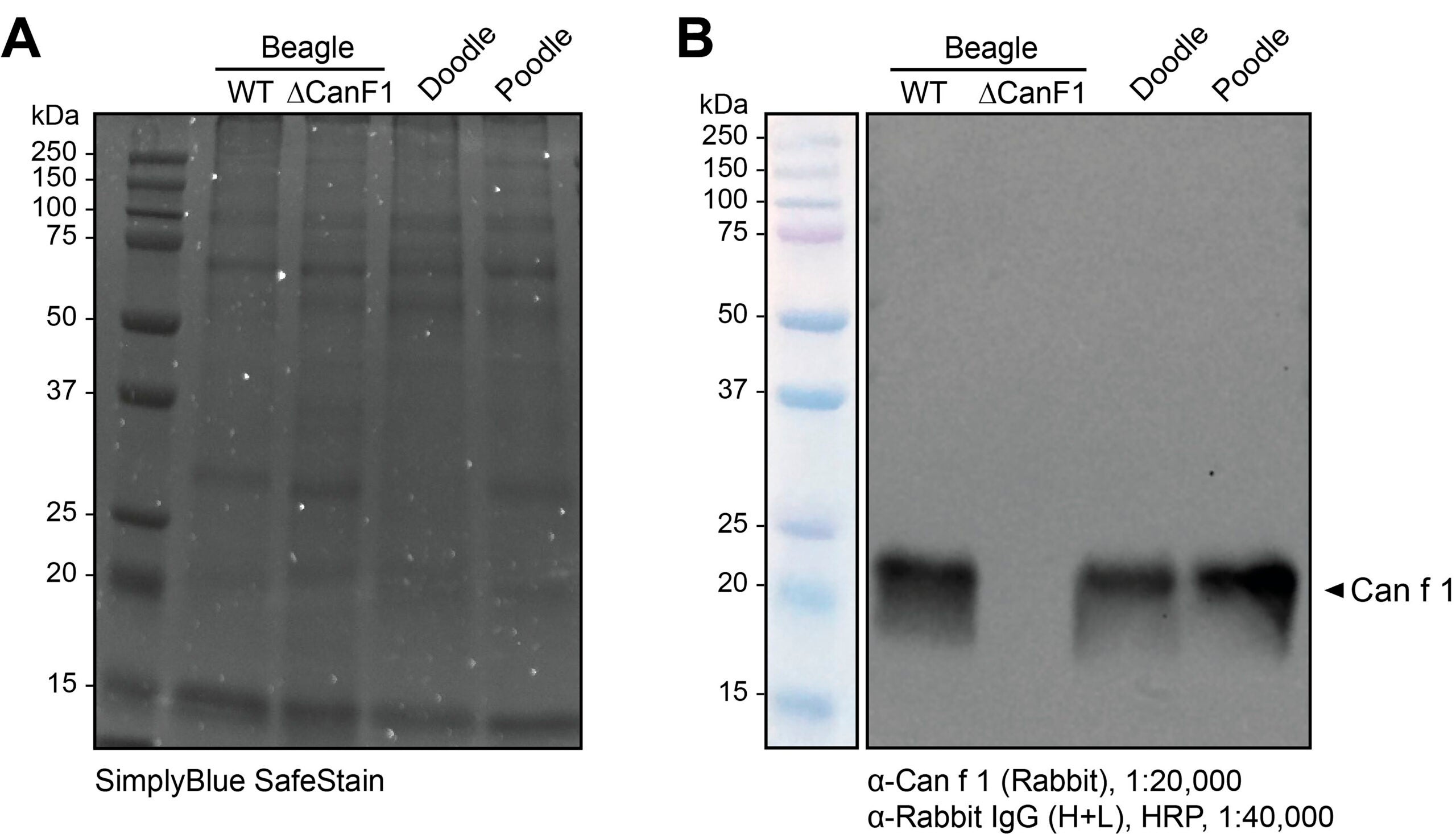 SDS-PAGE and immunoblot analysis of Can f 1 protein in dog salivary extracts.