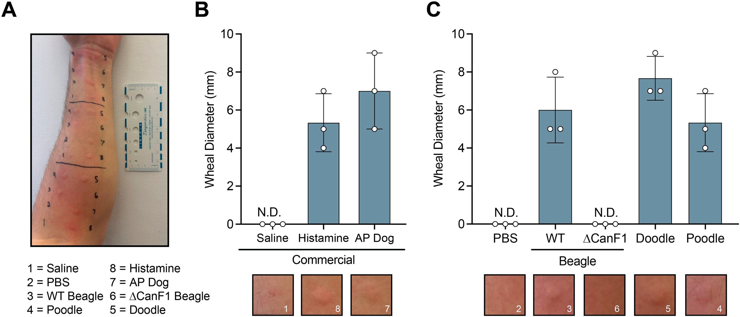 Skin prick test responses to allergen extracts. (A) Photograph of skin prick testing on a human volunteer. (B–C) Wheal diameter in response to commercial controls (B) and salivary extracts (C), which were normalized to a total protein concentration of 1.0 mg/mL in diluent (PBS).