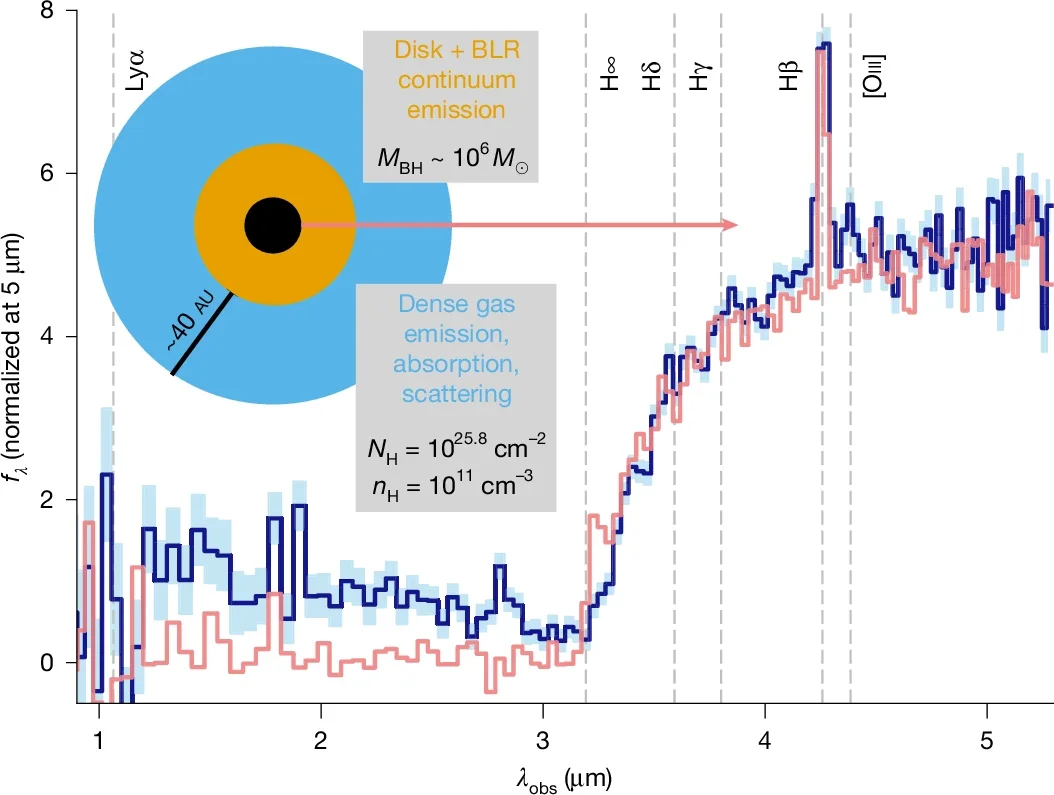 Schematic of an SMBH with a 40 au column of dense gas—the continuum is produced in hot regions close to the SMBH, whereas absorption, scattering and further emission occur in the dense gas atmosphere.