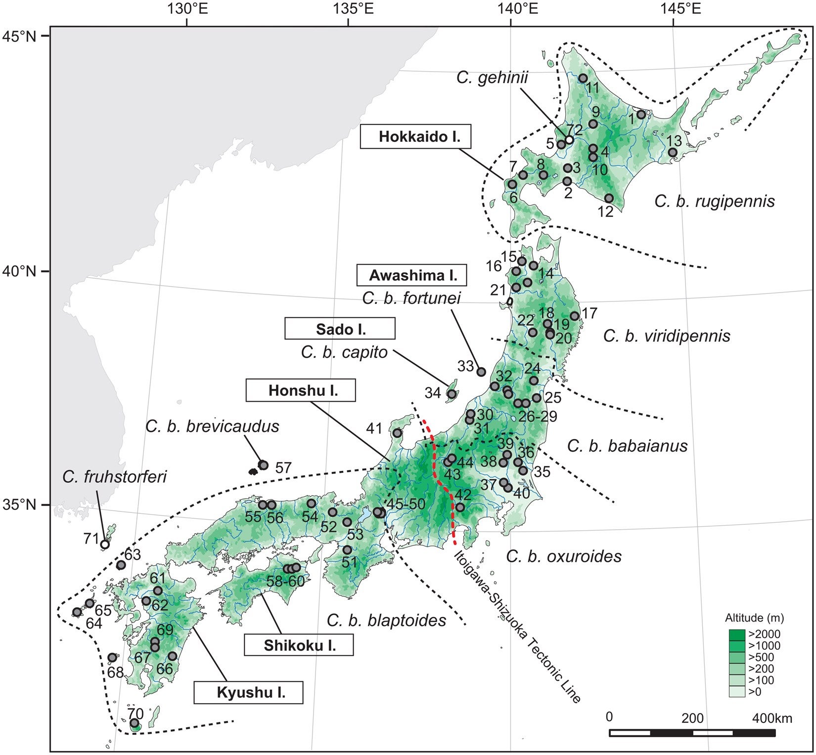 Geographical distribution of Carabus blaptoides subspecies and sampling sites on the Japanese islands.