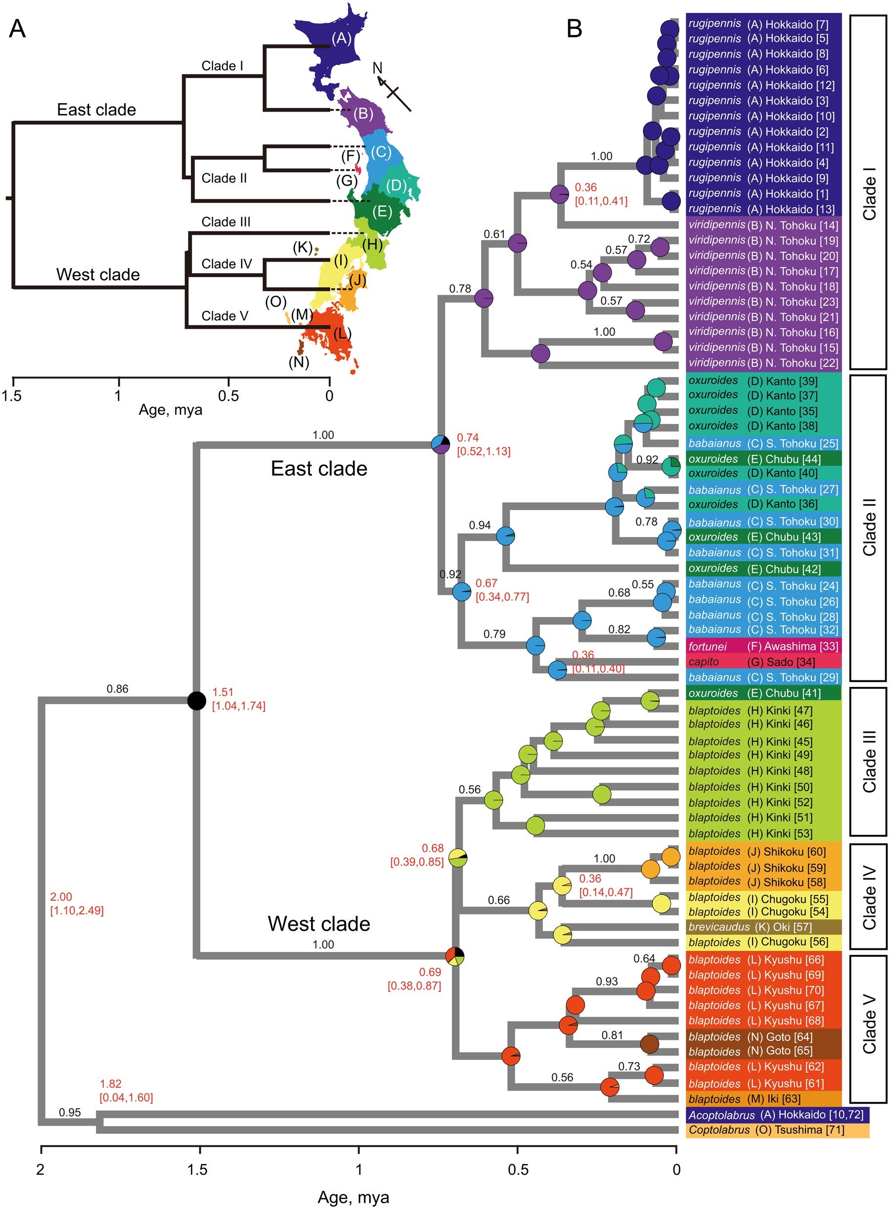 A, division of distribution areas (A–N) and outline of the reconstructed phylogeography of Carabus blaptoides. B, maximum clade credibility tree from the *BEAST analysis, showing divergence times and reconstructed ancestral geographical distribution.