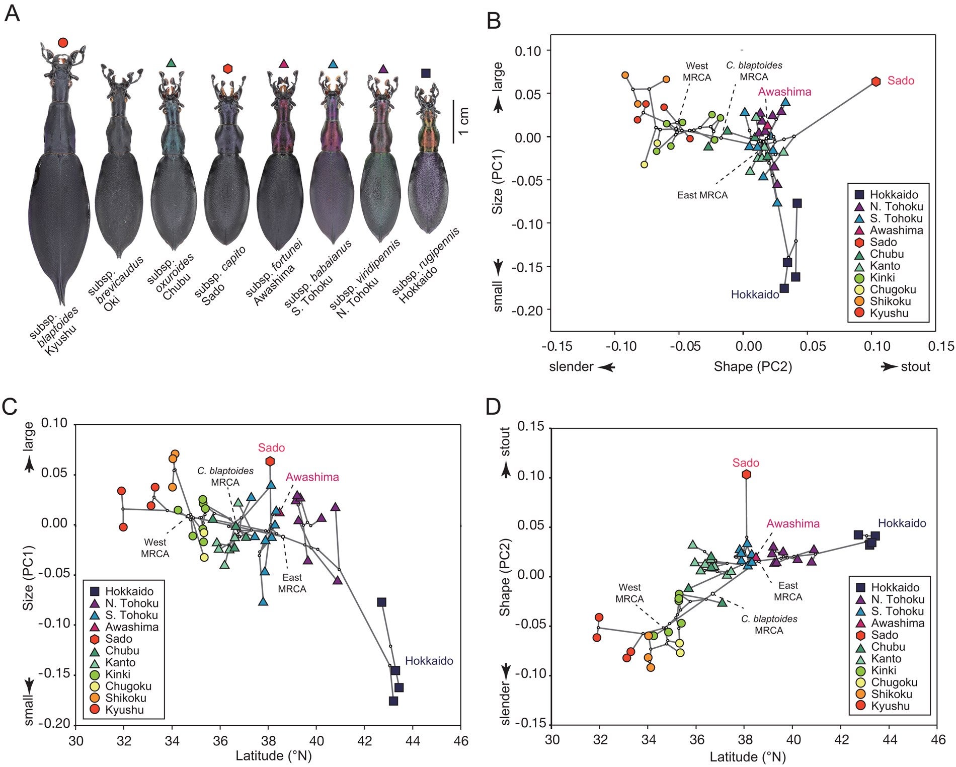 A, male beetles of Carabus blaptoides subspecies. Legs and antennal segments have been obscured to visualize the body shape clearly. B, phylogenetic relationships of populations on the morphospace of mean body size (PC1) and shape (PC2) scores.