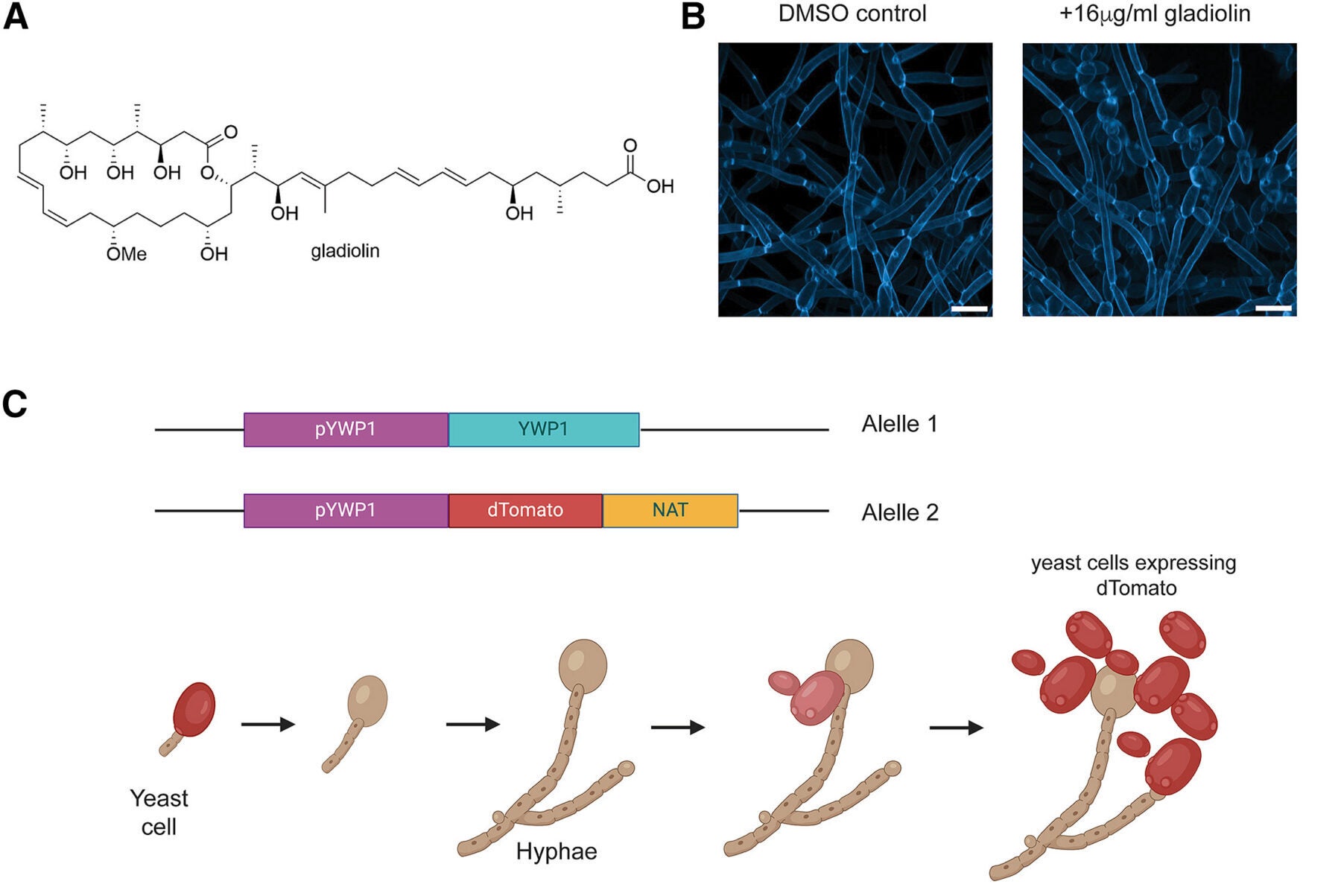 Gladiolin accelerates the hyphae-to-yeast transition in C. albicans