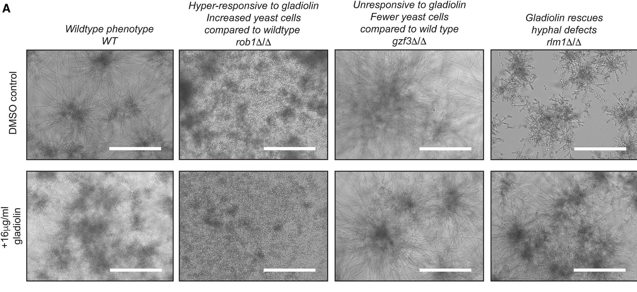 Transcriptional regulation of the C. albicans response to gladiolin