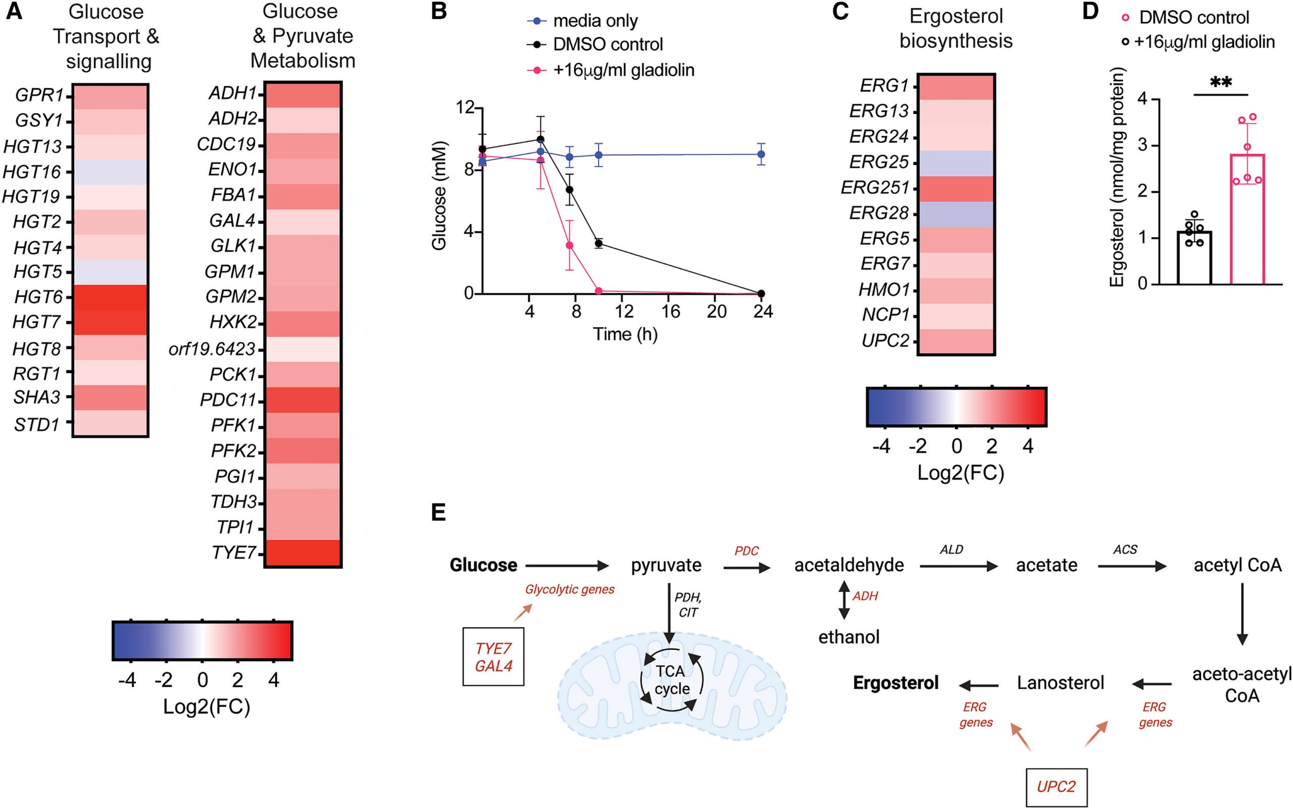 Gladiolin reprograms fungal carbon metabolism