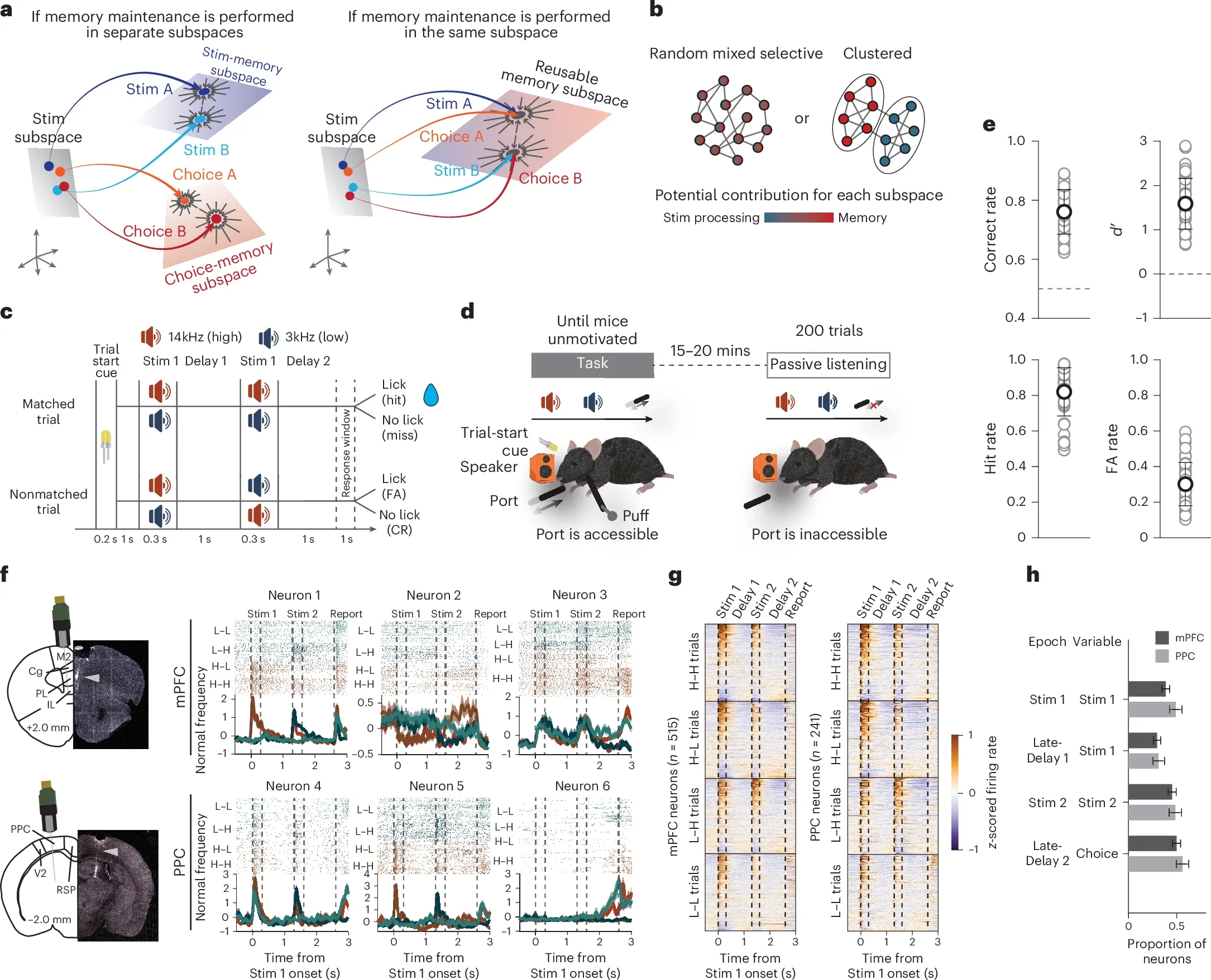 Behavioral performance and neuronal recordings during the DMS-dr task.