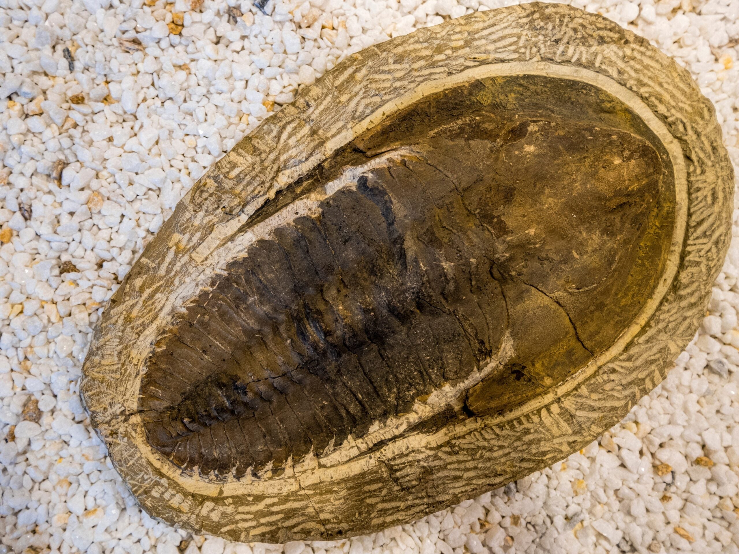 Flinders University researchers argue that fossilized feces helped move nutrients and support early animal evolution.