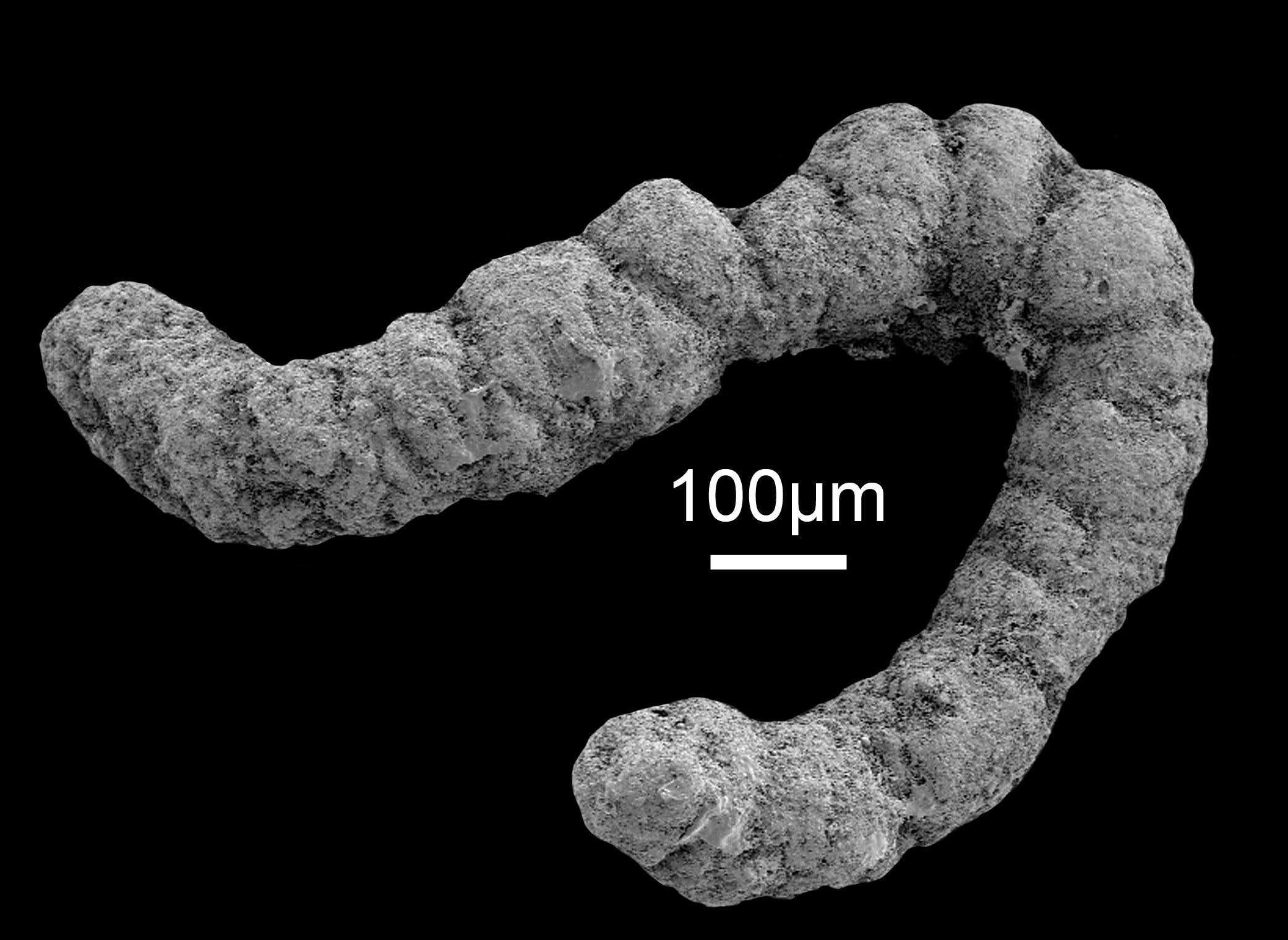 One of the coprolites, from museum fossil collections, used in the new research.
