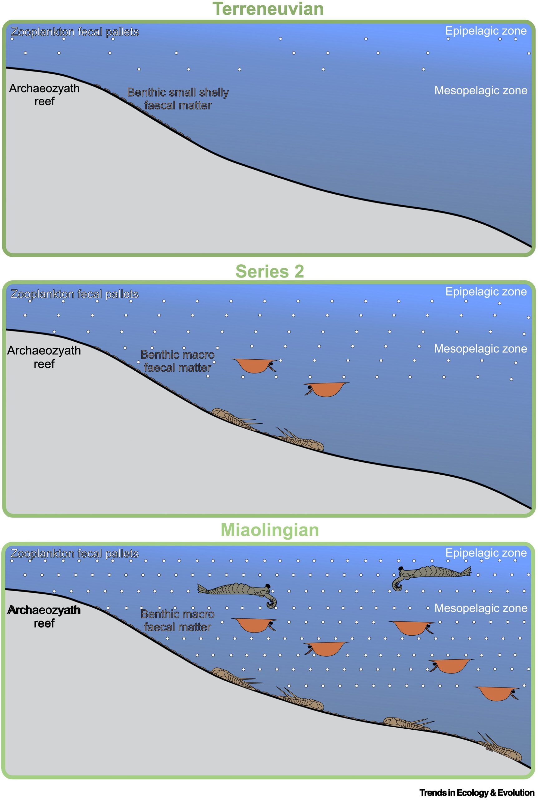 The increase and distribution of fecal matter in the Cambrian oceans during three key intervals.