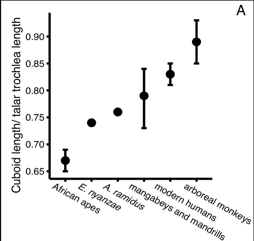 Relative midfoot length across living and fossil primates. The early Miocene ape Ekembo nyanzae and hominin Ardipithecus ramidus have relative midfoot lengths that resemble terrestrial mangabeys and mandrills