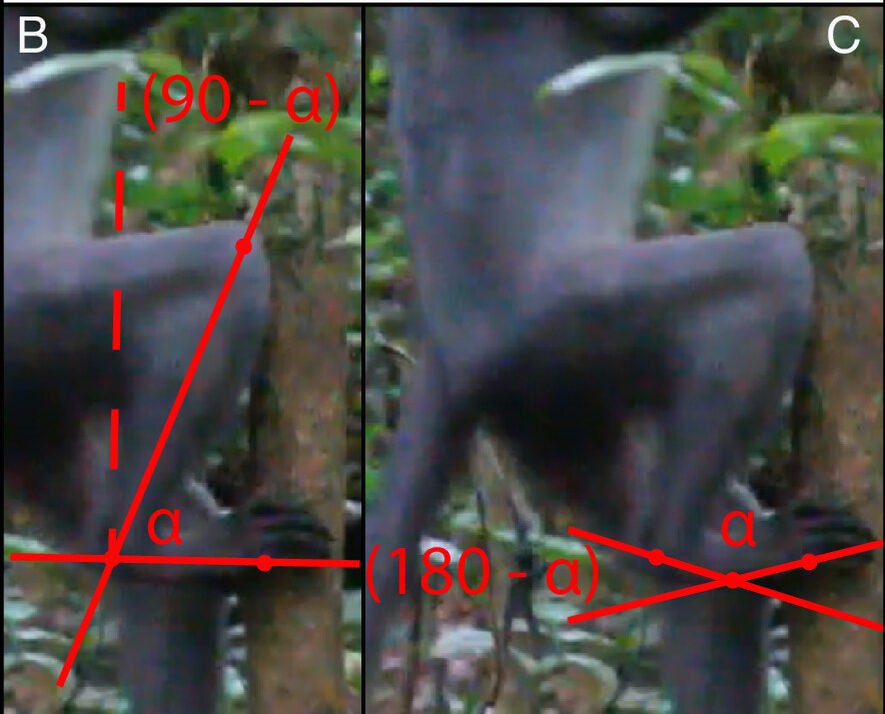 Vertical climbing behavior in a sooty mangabey (Cercocebus atys) in Taï Forest and the lower limb excursion angles measured: (B) ankle dorsiflexion; and (C) midfoot dorsiflexion.