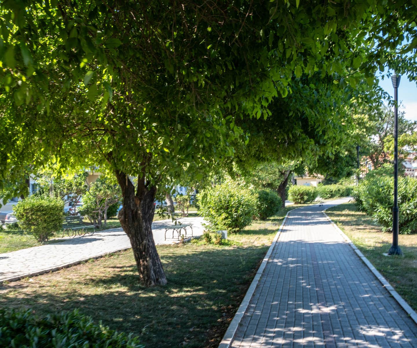 Beijing measurements show some city trees release gases that become much more reactive in hot, sunny weather.