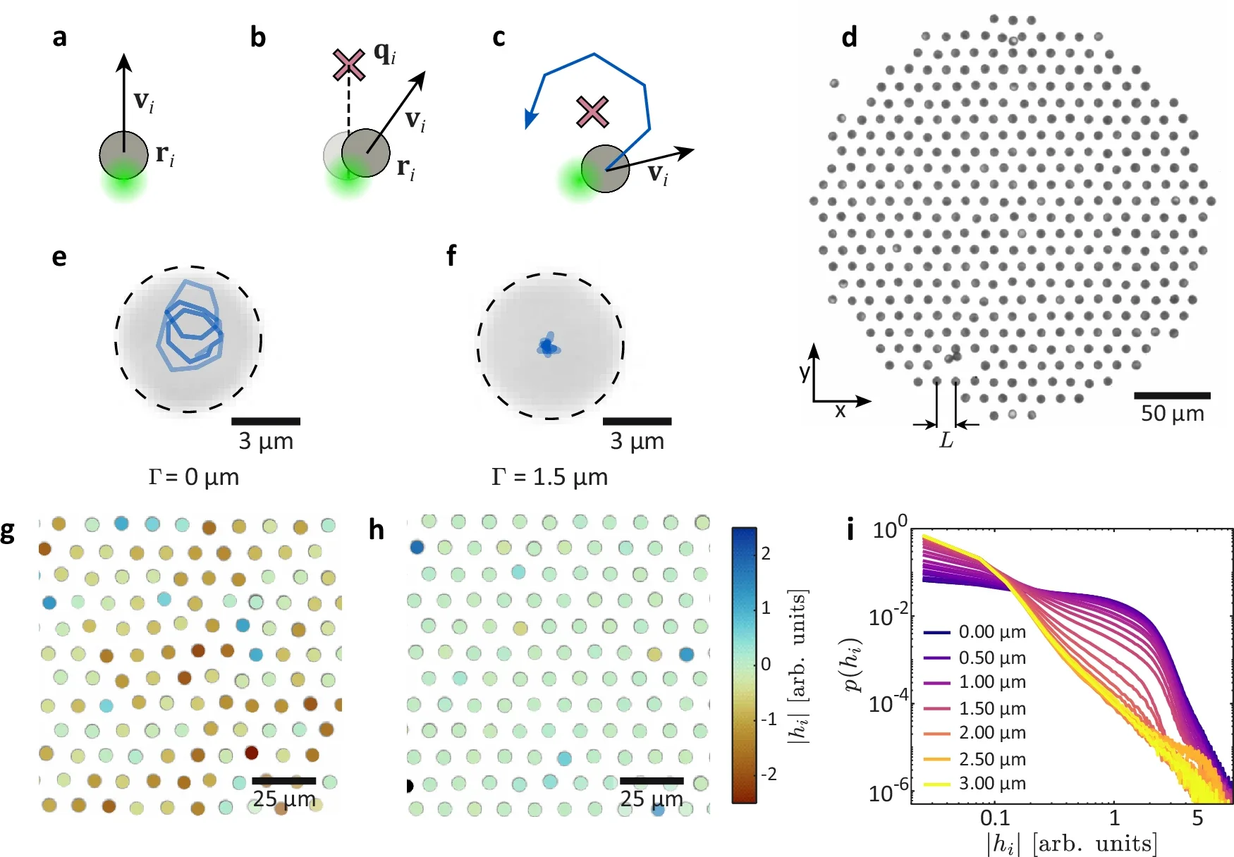 Active colloidal oscillators.