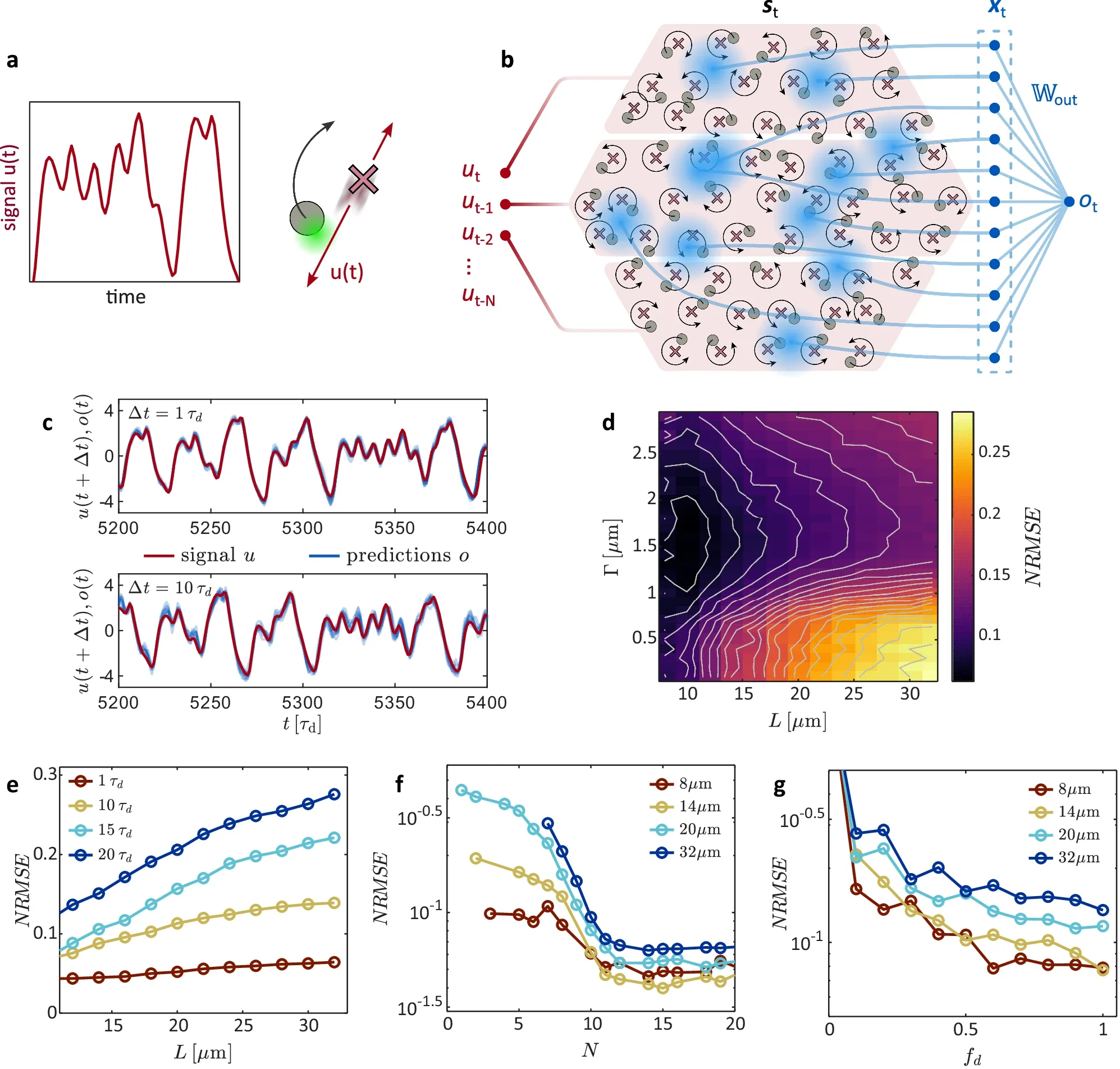 Reservoir computing with arrays of coupled ACOs.
