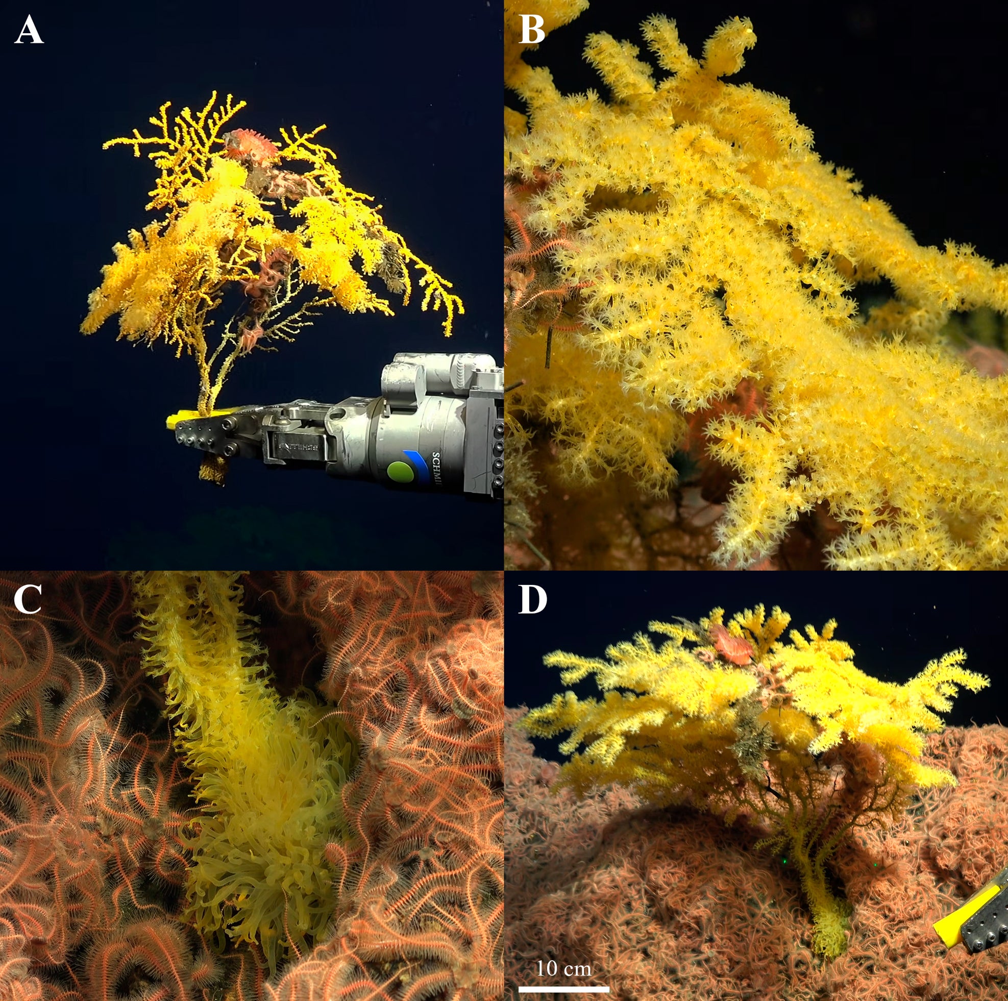 Laurinque elenya gen. et sp. nov., morphology of the holotype, in situ.