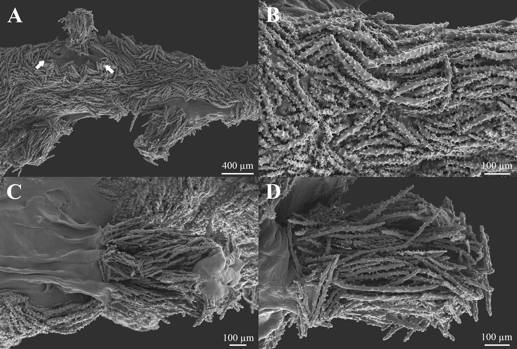 Laurinque elenya gen. et sp. nov., holotype, scanning electron micrographs from partially digested fragments.