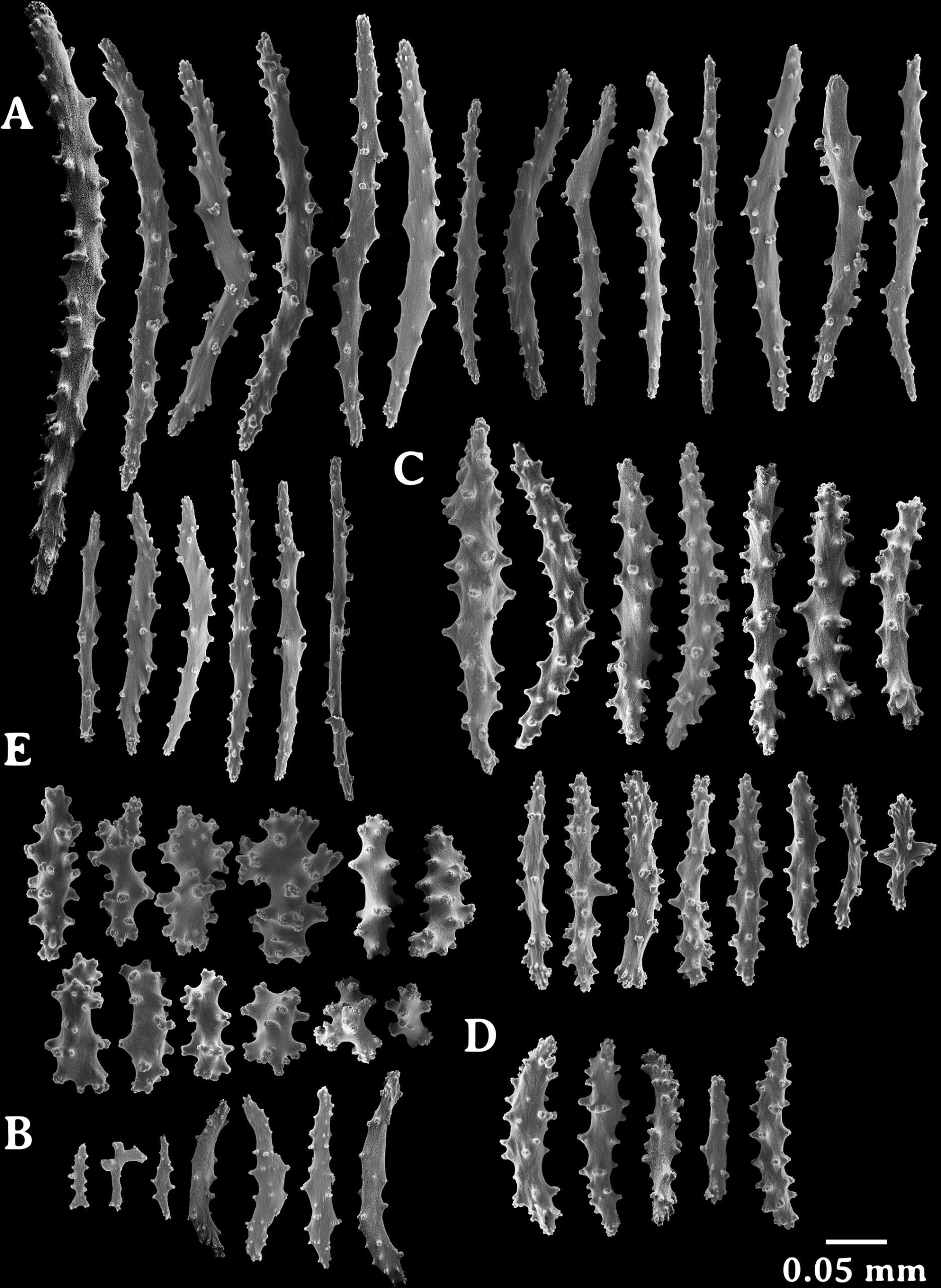 Laurinque elenya gen. et sp. nov., holotype, SEM micrographs.