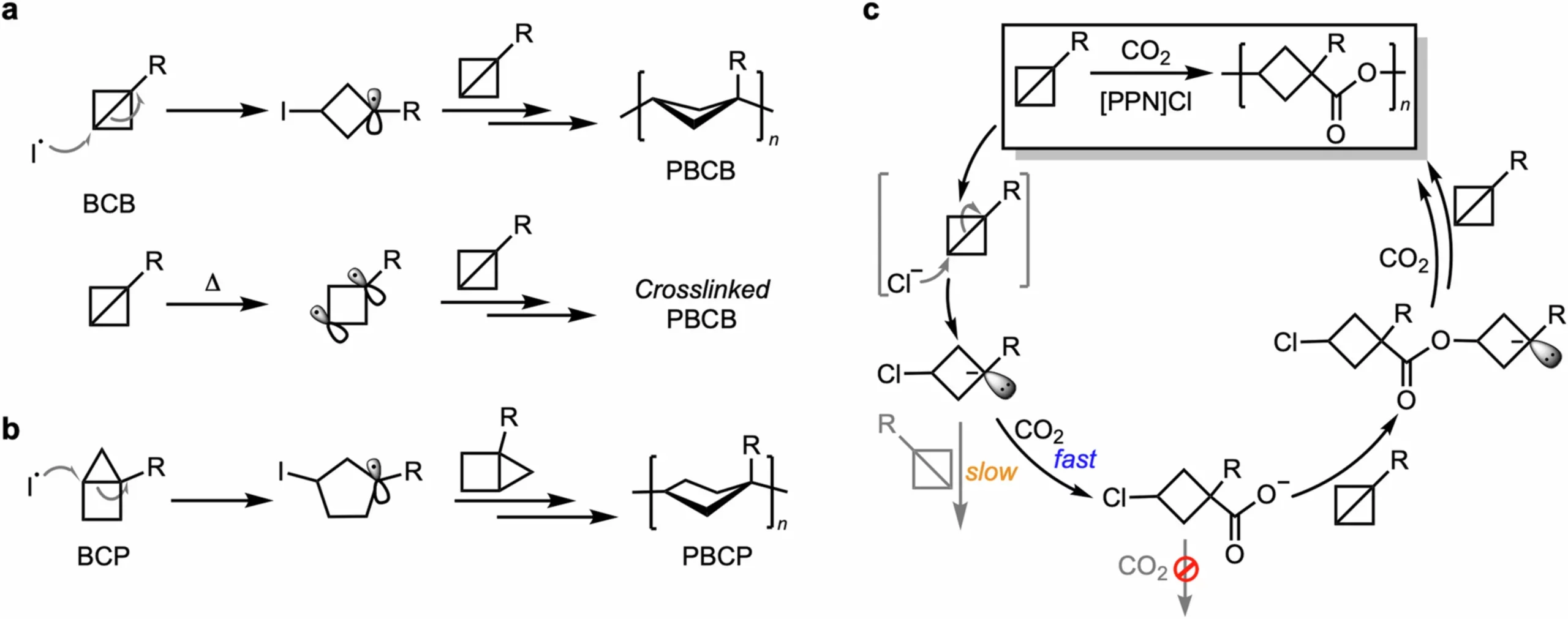 Proposed polymerization mechanisms.