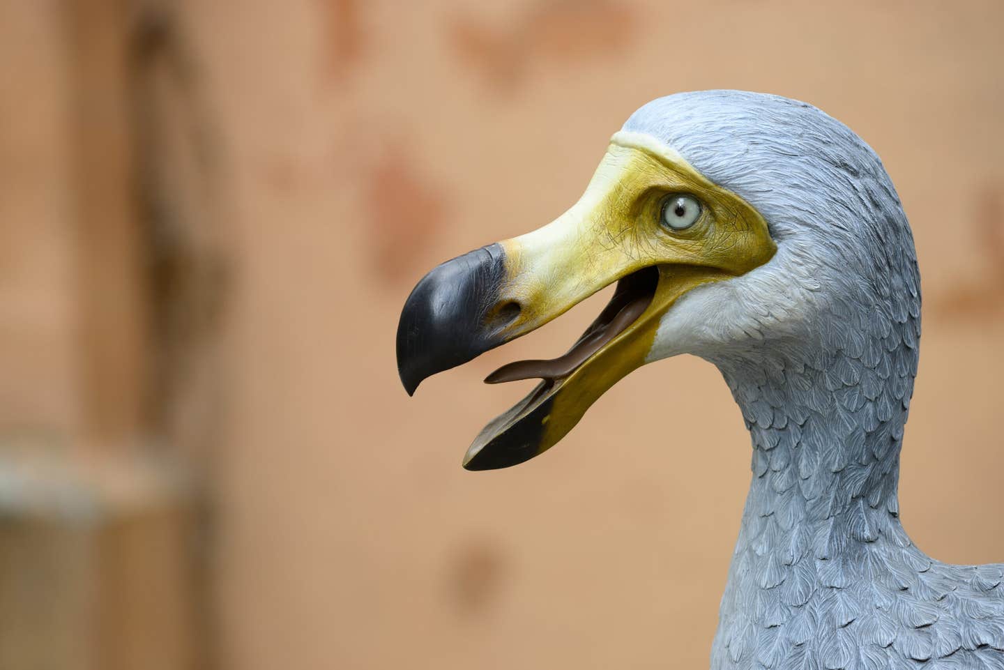 Scientists have used rare skull scans to uncover how the dodo saw, smelled, and interacted with its environment before extinction.