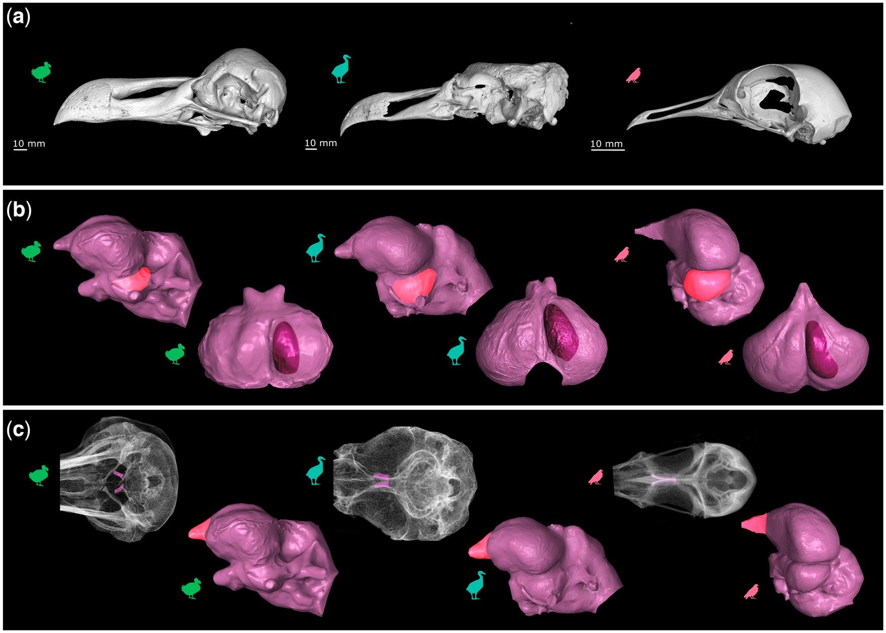 A, from left to right: 3D models of the skulls in left lateral view of Raphus cucullatus (OUMNH-ZC-11605) with the skin digitally removed, Pezophaps solitaria (UMZC: Vertebrates: 415.R), and Caloenas nicobarica (USNM558278). In the same specimens, (b), above: endocasts highlighting the optic lobe, below: endocasts highlighting the Wulst, and (c), above: transparent skulls highlighting the olfactory sulci, below: endocasts highlighting the olfactory bulbs.