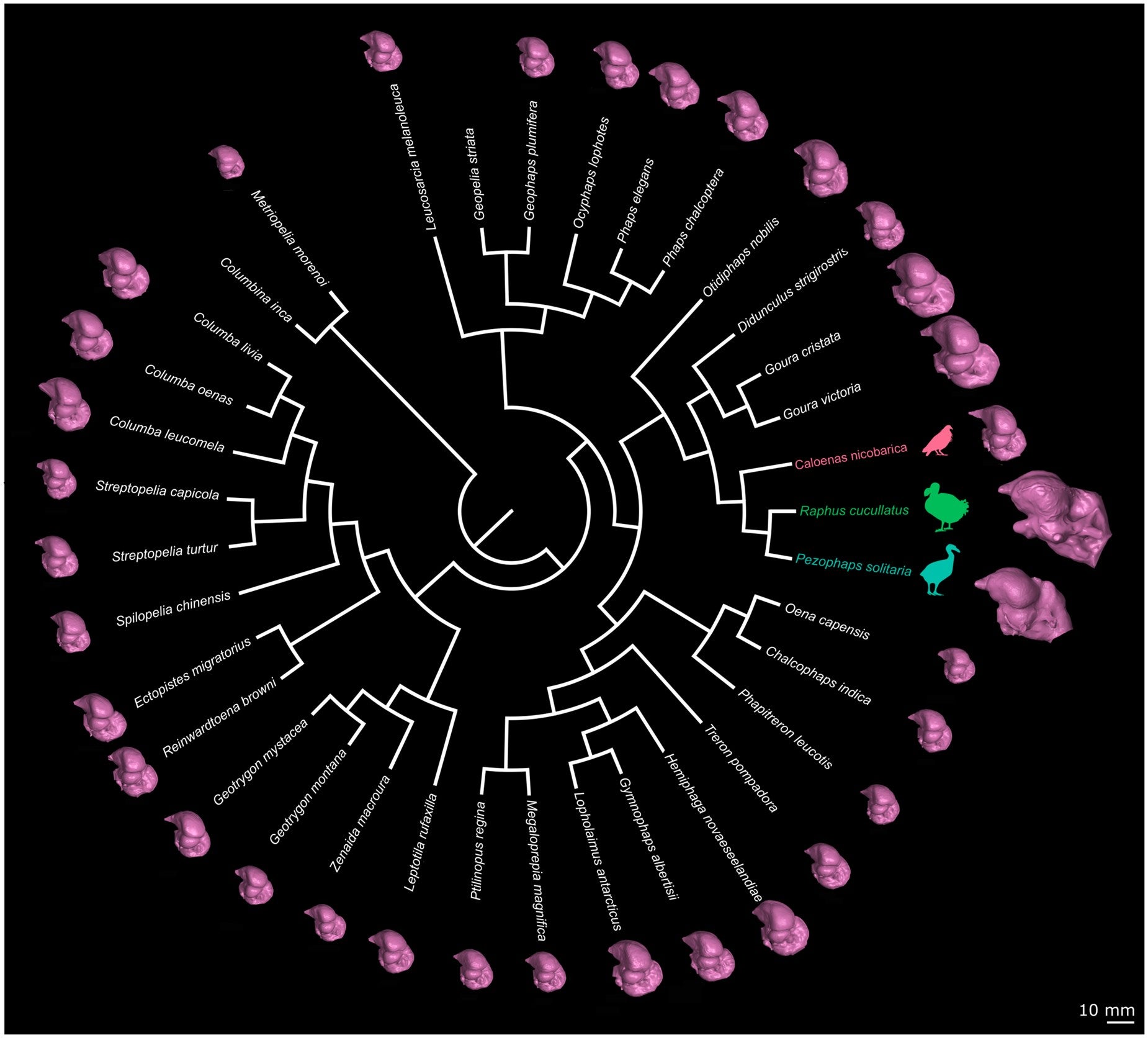 Columbiformes species and phylogeny used in the analyses.