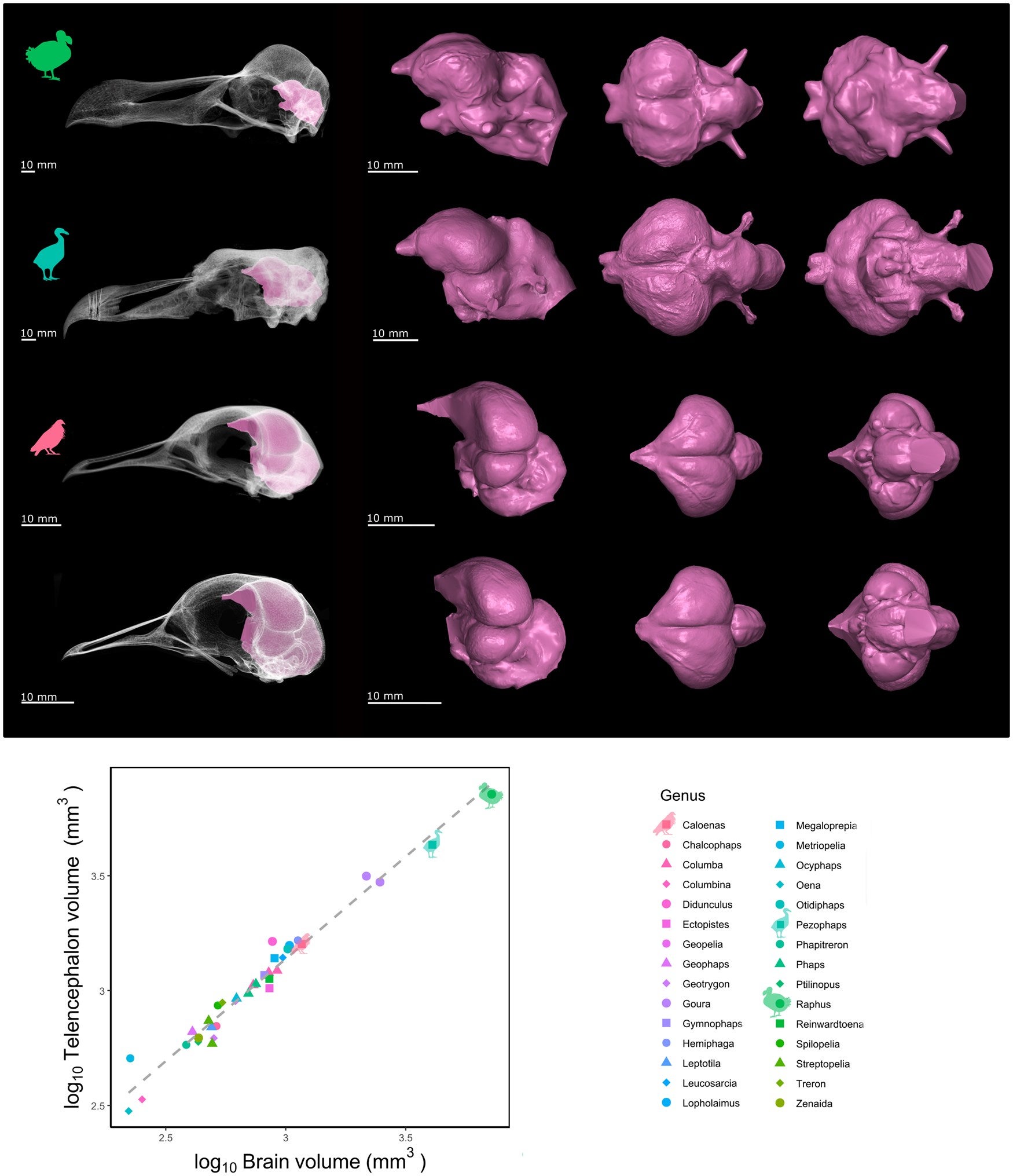 Raphus cucullatus (OUMNH-ZC-11605), Pezophaps solitaria (UMZC: Vertebrates: 415.R), Caloenas nicobarica (USNM558278), and Columba livia (RAM-Z16.9.8). First column: transparent skulls with the endocast highlighted; second column: left lateral view of the endocasts; third column: dorsal view of the endocasts; fourth column: ventral view of the endocasts. Scatterplot show the log-transformed telencephalic volume (mm3) plotted against the log-transformed brain volume (mm3).