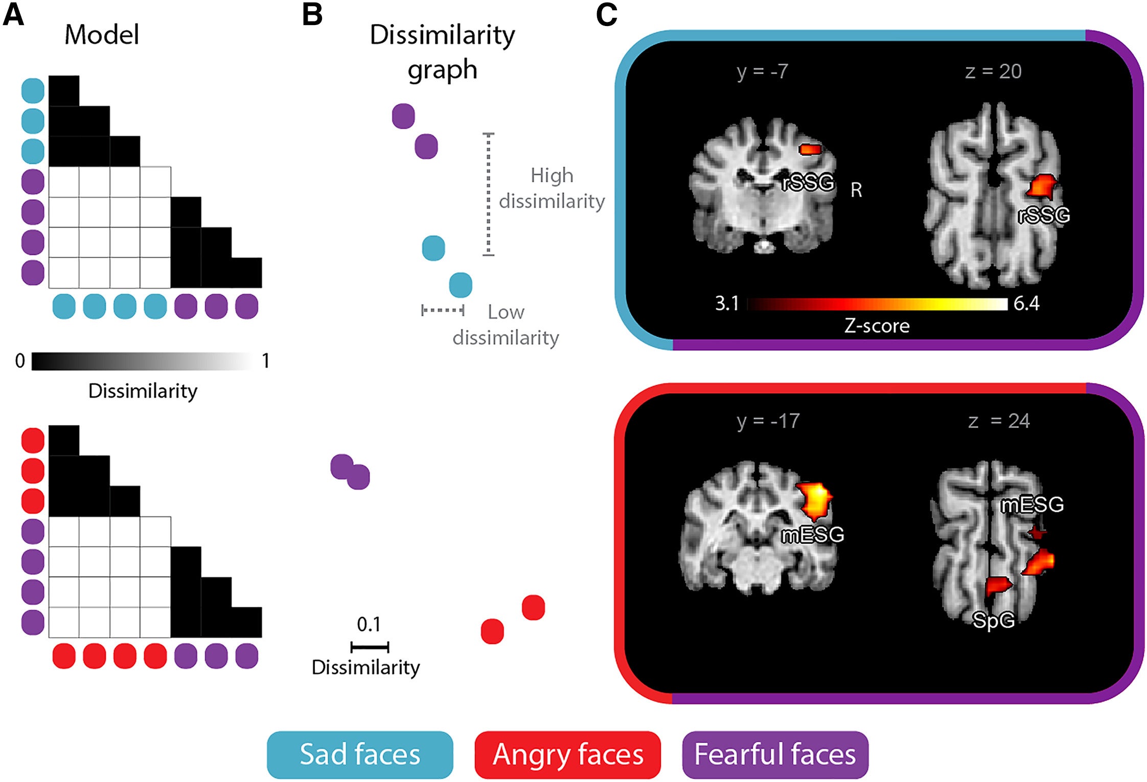 Brain regions distinguish between negative human facial expressions.