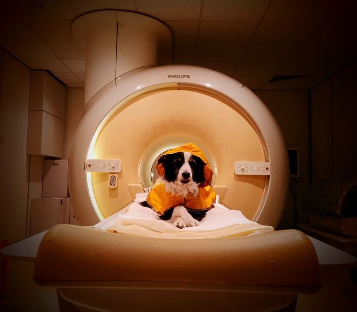Trained pet dogs remained awake during fMRI scans as researchers measured their brain activity while they viewed images of human faces expressing happiness, anger, fear, and sadness.

