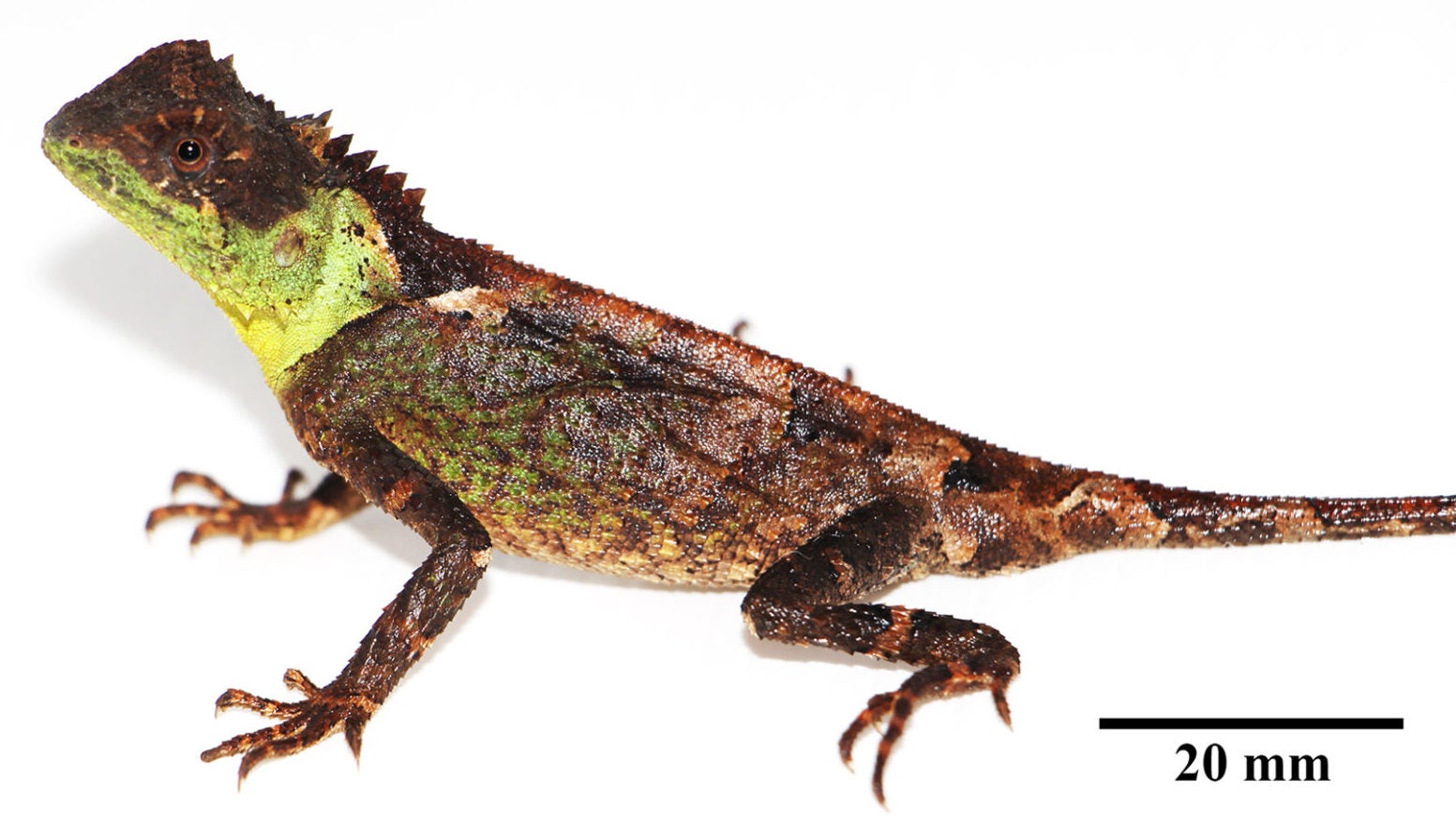 Adult male holotype (THNHM31129) of Acanthosaura syrax sp. nov. from Mae Wong District, Kampheang Phet Province, Thailand.