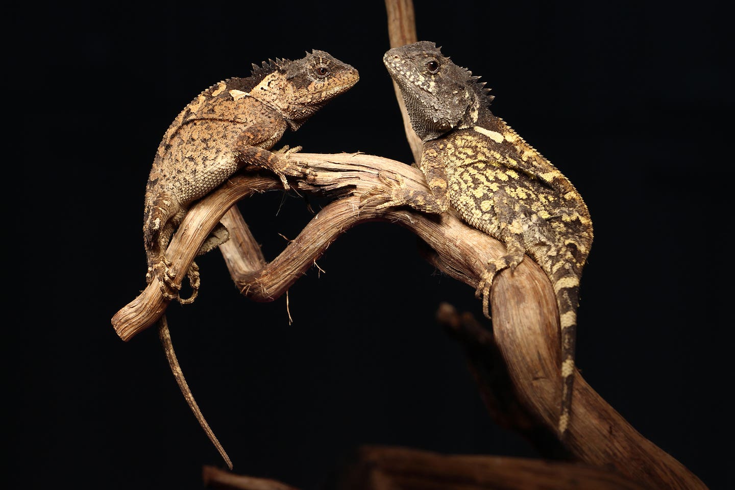 Adult female paratypes of Acanthosaura syrax sp. nov. (left for THNHM31130 and right for THNHM31131).