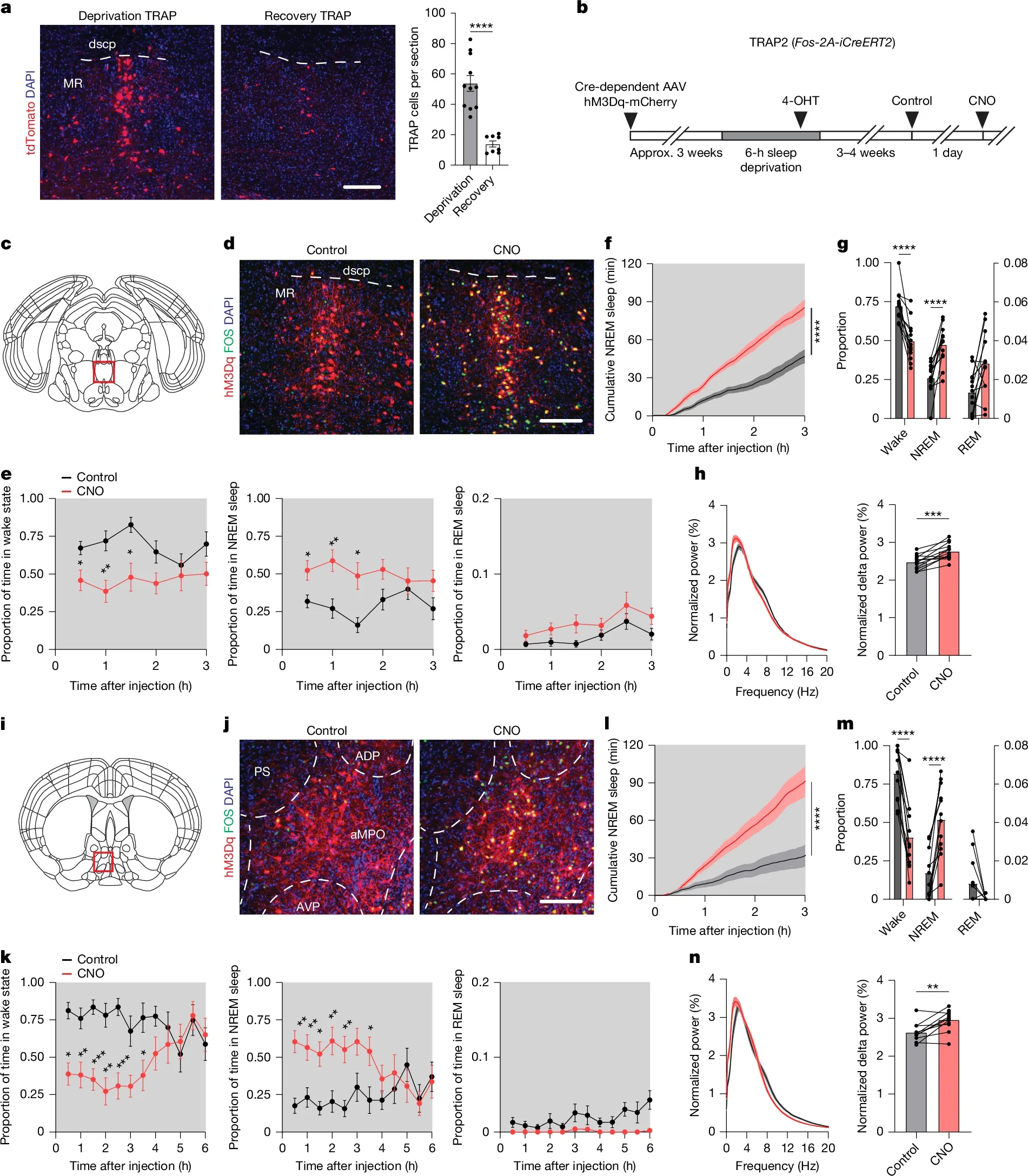 Deprivation-TRAP cells promote NREM sleep and slow-wave activity.