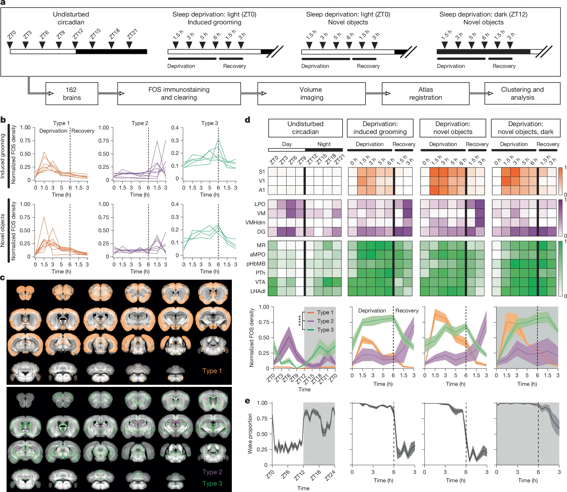 Mapping of whole-brain activity reveals correlates of sleep deprivation and recovery.