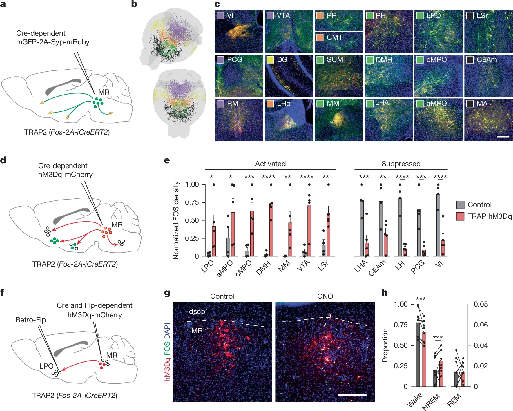 Targets and projection-specific functions of MR deprivation-TRAP cells.