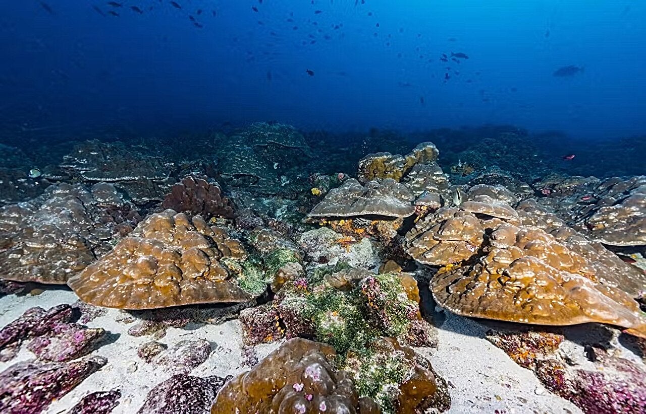 The Galápagos Islands are known for their astounding biodiversity, a result of high nutrients and the mixing of cool and warm waters, according to Julia Cole, chair of the University of Michigan Department of Earth and Environmental Sciences.