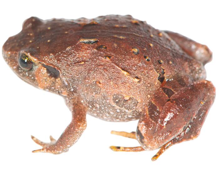 Researchers describe seven new diamond frog species in Madagascar, revealing hidden diversity in forests under growing threat.