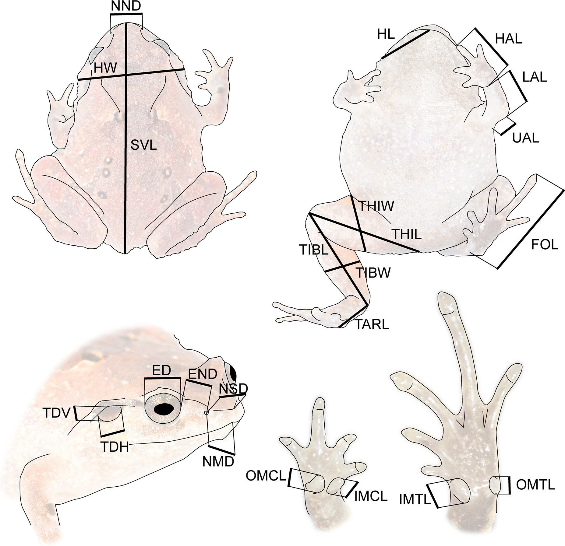 The morphometric scheme used herein.