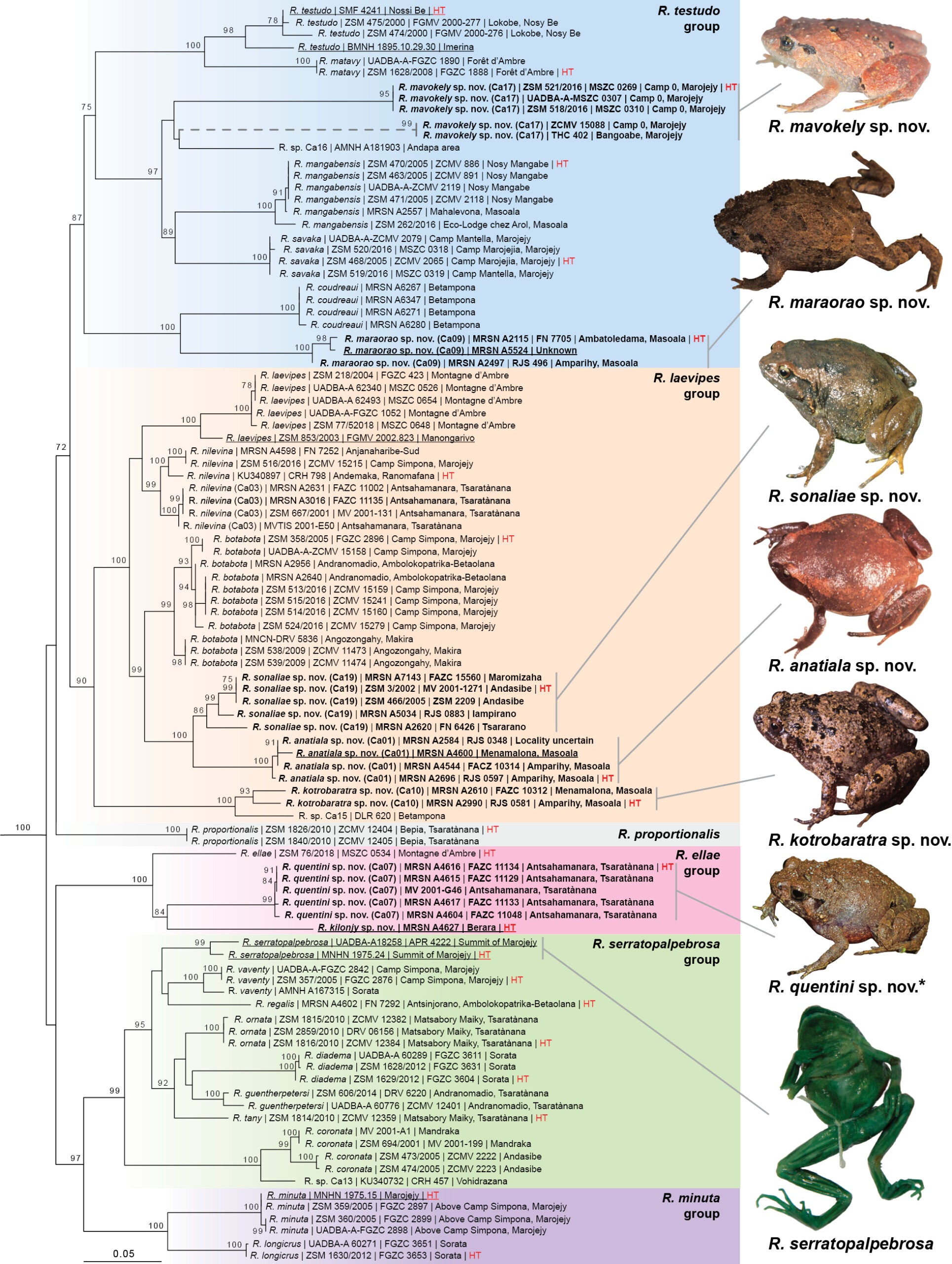 Maximum likelihood phylogeny inferred from the mitochondrial 16S rRNA gene, showing genetic relationships among all members of the genus Rhombophryne.