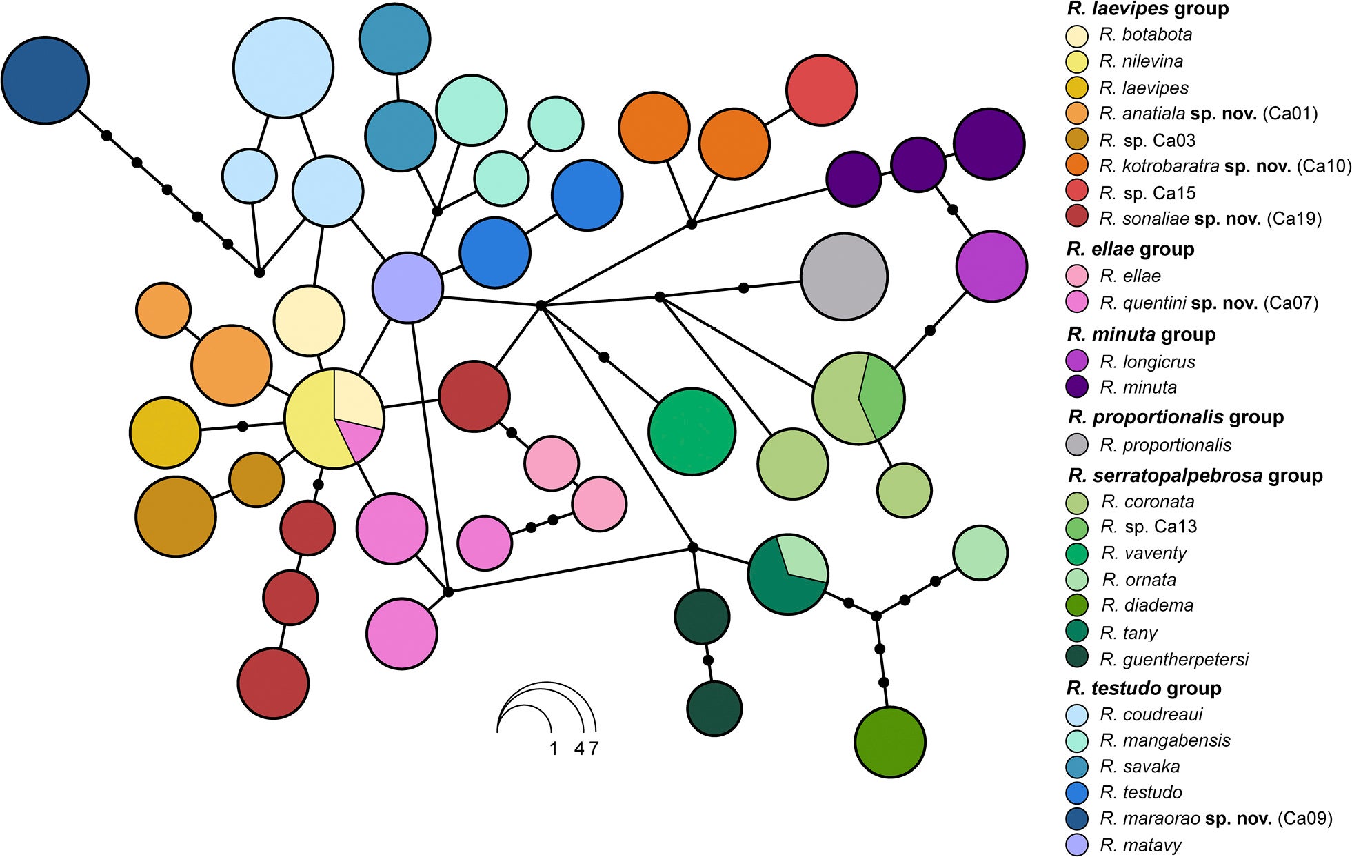 Haplotype network reconstruction (based on 315 bp, haplotypes inferred using the PHASE algorithm); all available RAG1 sequences for the nominal and candidate species of the genus Rhombophryne were used.