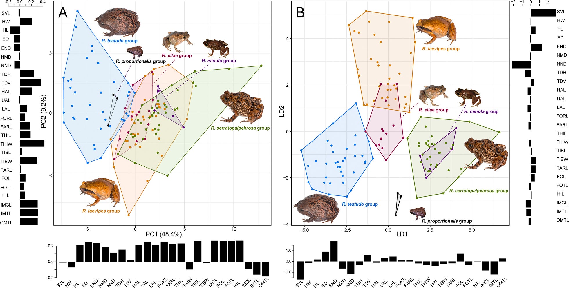 Dimensionality reduction ordinations of Rhombophryne morphometrics, coloured by species group. 