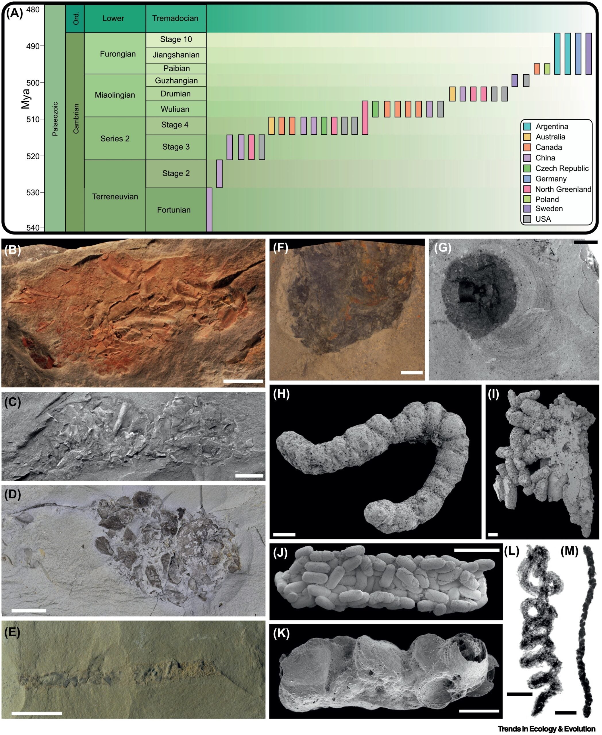 Cambrian fecal matter in time and space. Deposits preserving Cambrian coprolites in time and space. 