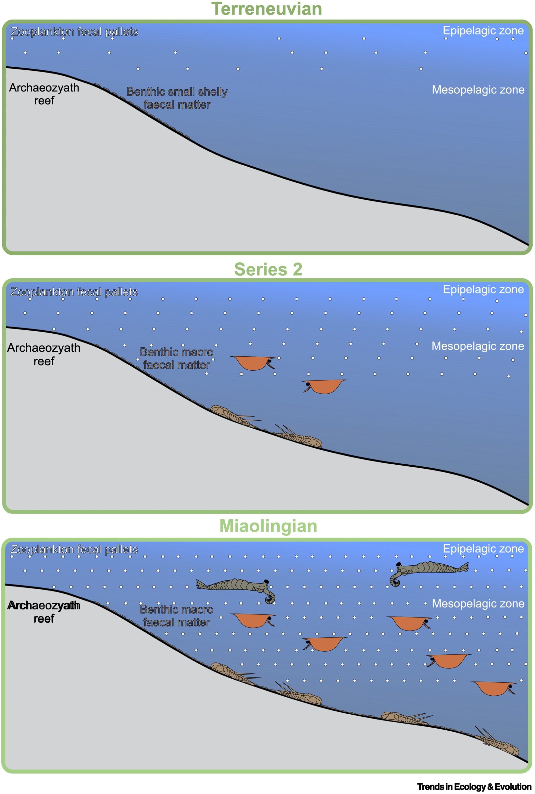The increase and distribution of fecal matter in the Cambrian oceans during three key intervals.