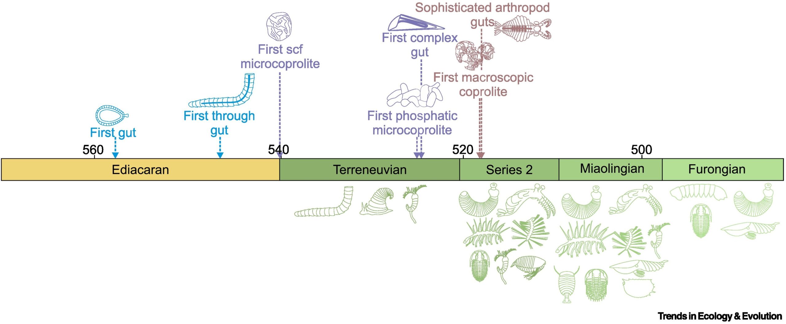 Key developments in fecal matter production in the Ediacaran and Cambrian.