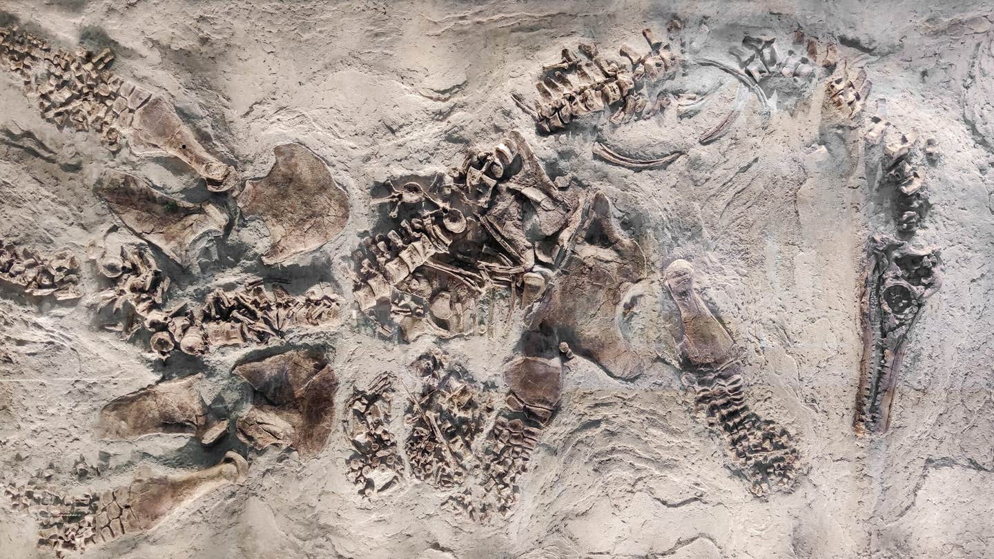 A 245 million-year-old fossil from China reveals how early reptiles adapted to the sea, preserving both skeleton and digestive system.