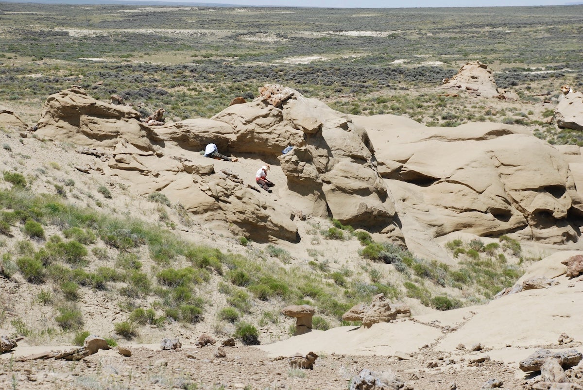 Scientists describe Tetonius varleyorum, a tiny Eocene primate from Wyoming that challenges a classic evolutionary model.