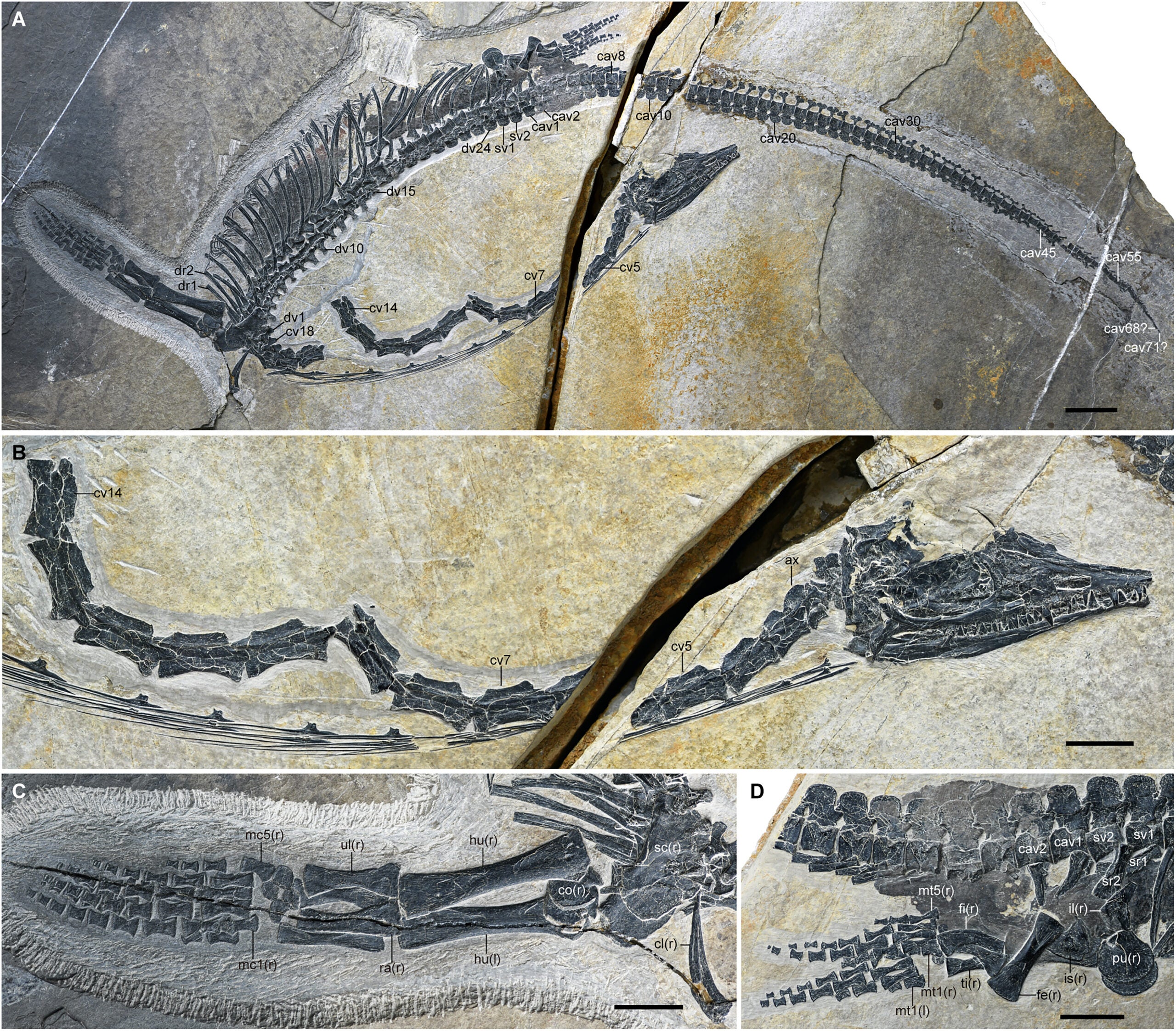 Skeleton of the holotype of Austronaga minuta (IVPP V18579).